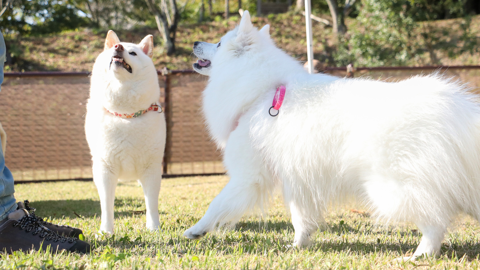 #ドッグラン　他のワンちゃんや飼い主さんと交流しながら、開放感あふれる中で遊べます。