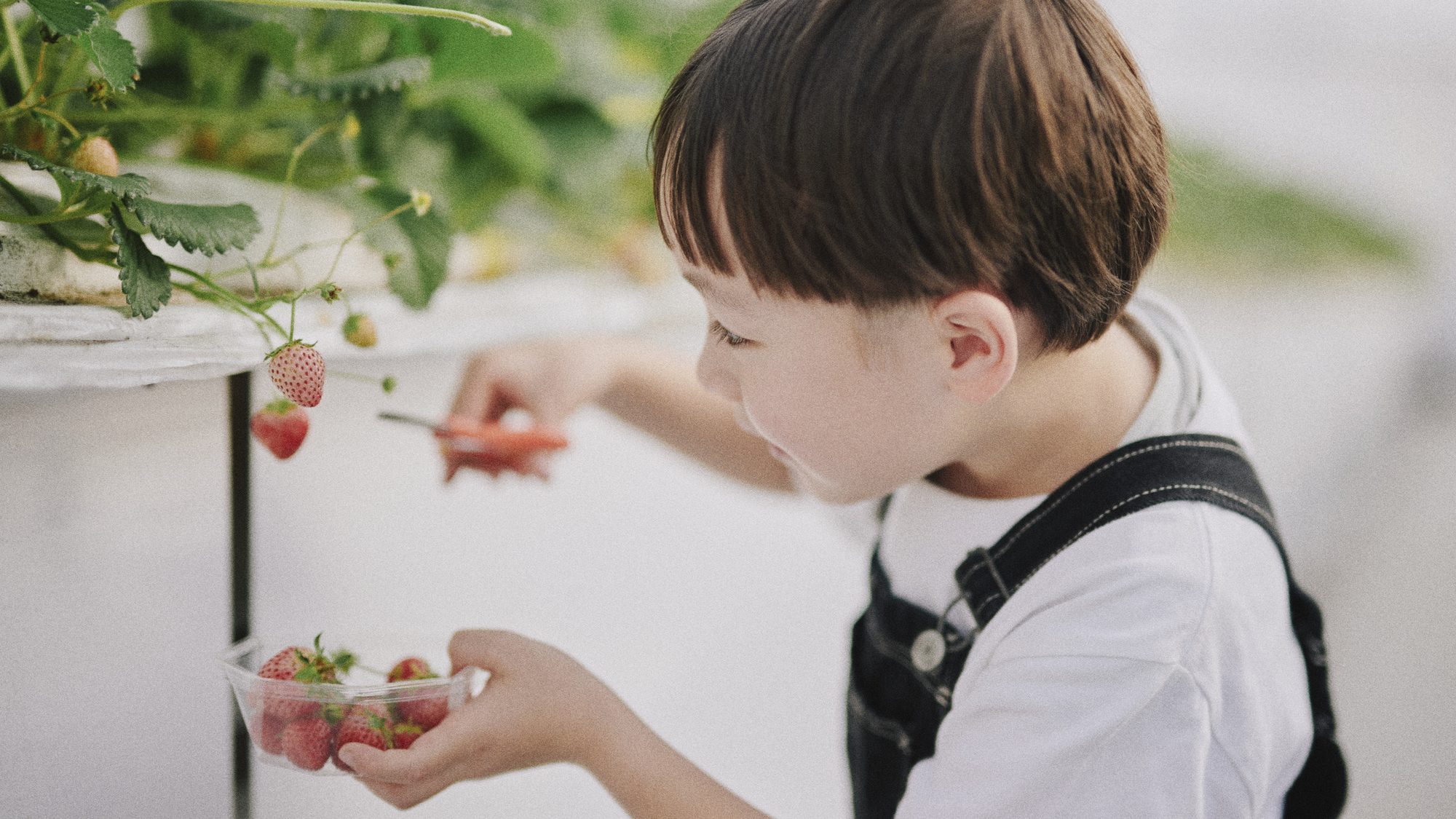 1年を通じて野菜といちごの収穫体験をお楽しみいただけます。千葉県初となるいちごの周年栽培がTHE FARMスロウマウンテン成田に誕生しました。採れたれの新鮮な野菜や果物の美味しさを満喫してください。  ※滞在中、お１人様1回のご利用が可能です。