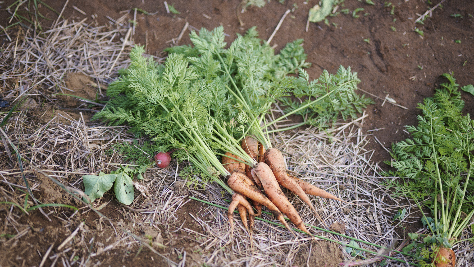 四季折々の収穫体験