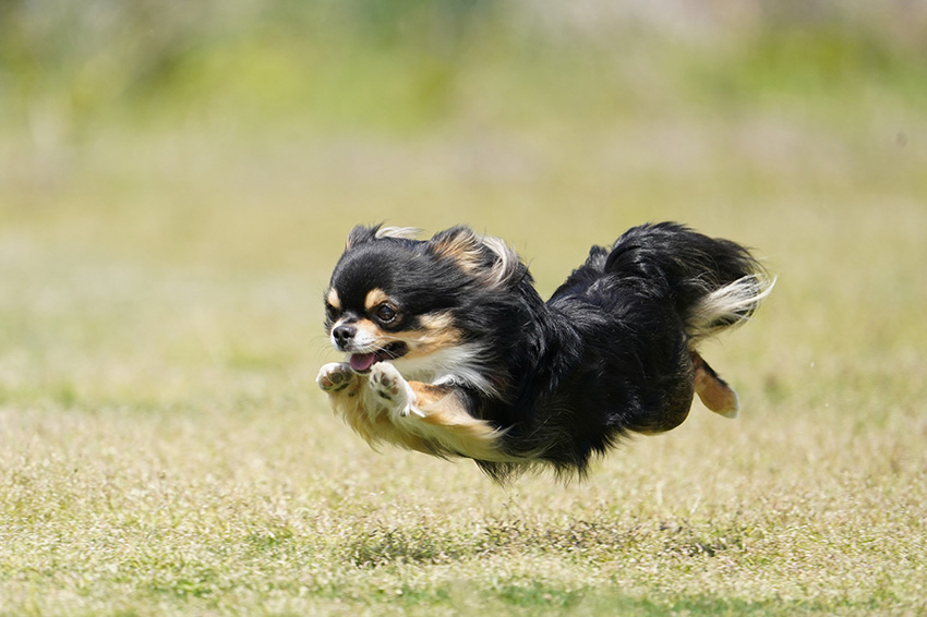 .テラス＆ドッグラン