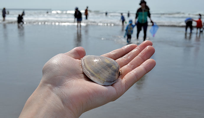 潮干狩り