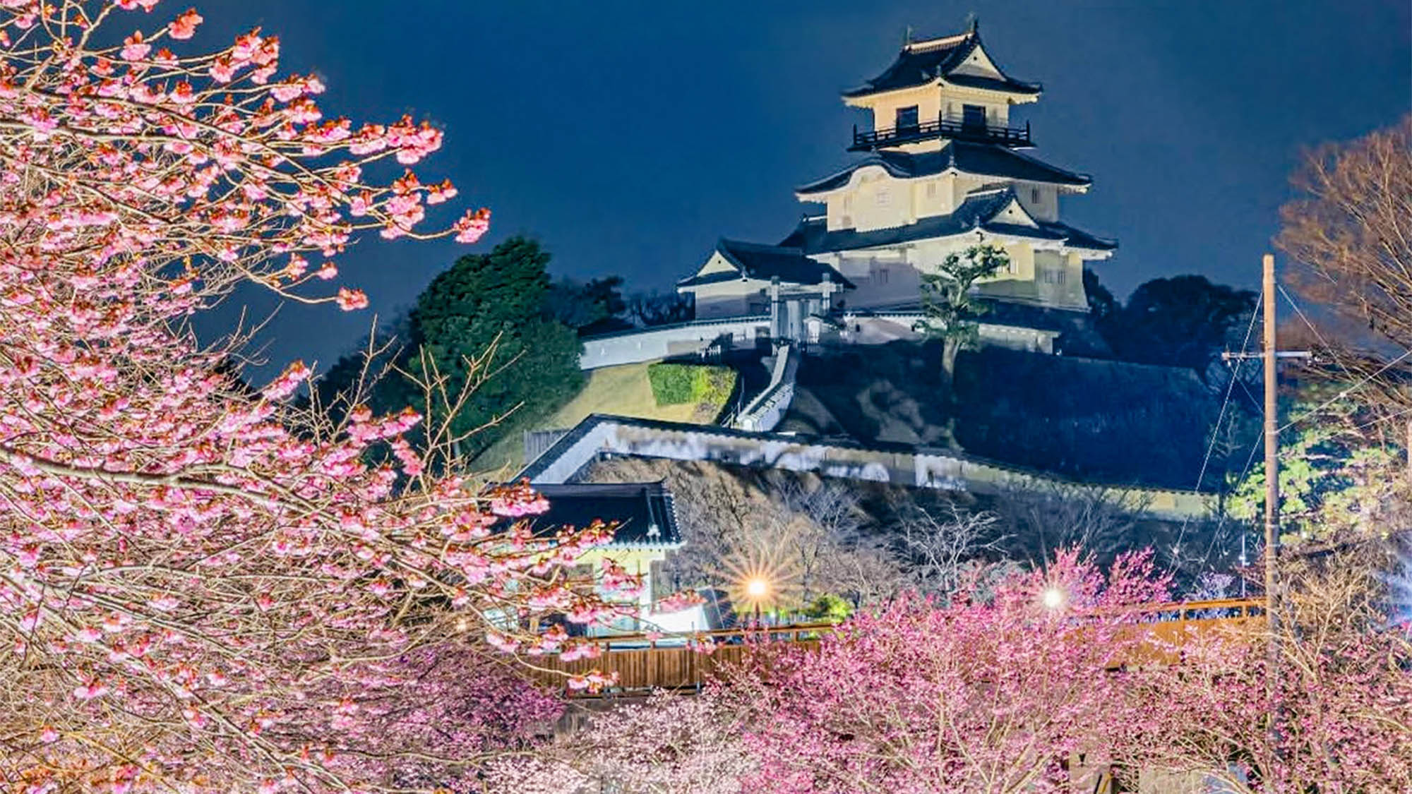 ・【掛川城】春には濃いピンク色が特徴の掛川桜が咲き誇ります。桜と歴史が織りなす美をご堪能ください