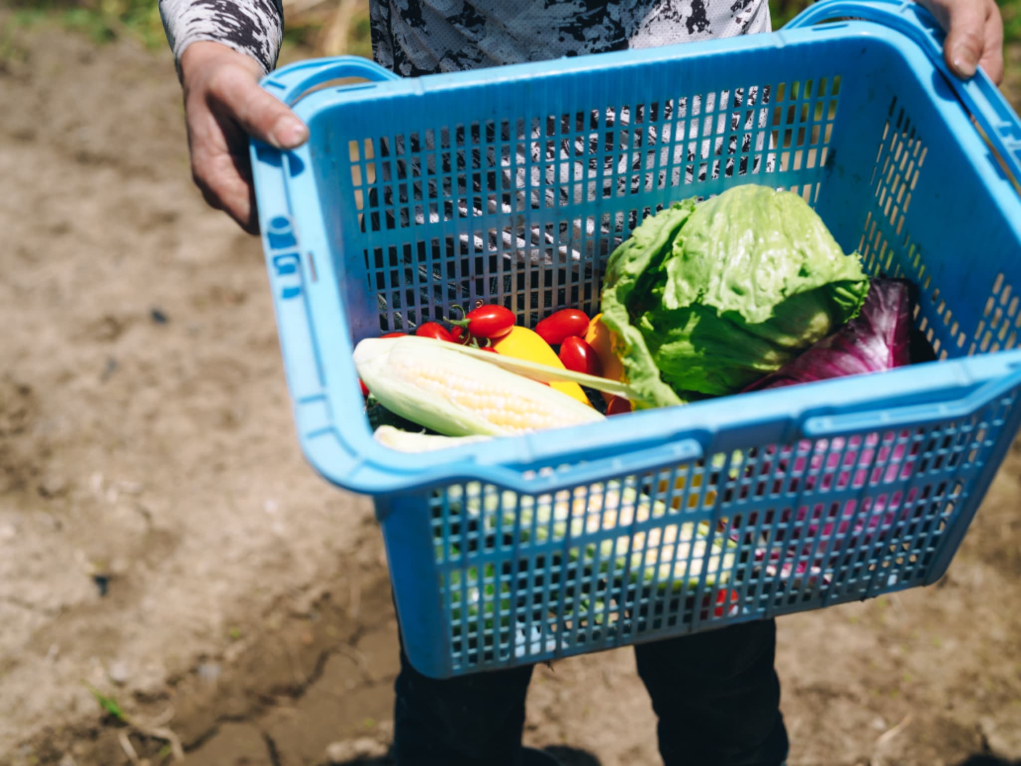 【レストラン】地元で育った旬の野菜を、彩り豊かに堪能できる