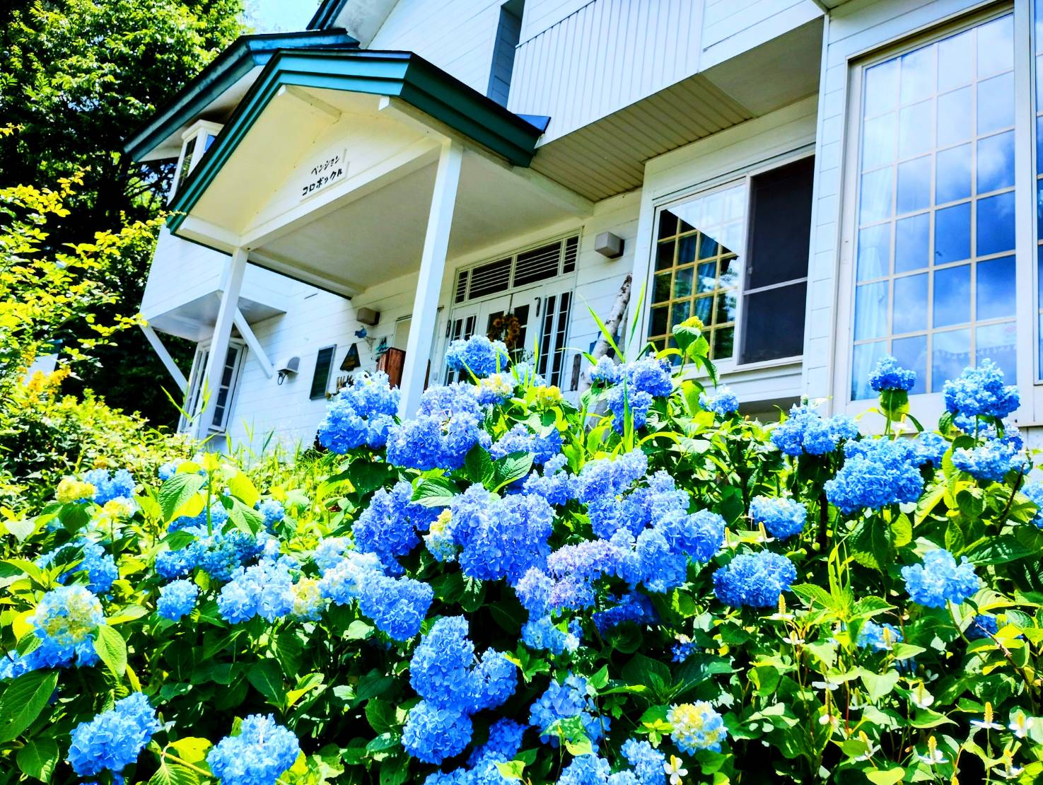 『外観』初夏、真っ青なアジサイに囲まれたコロボックル