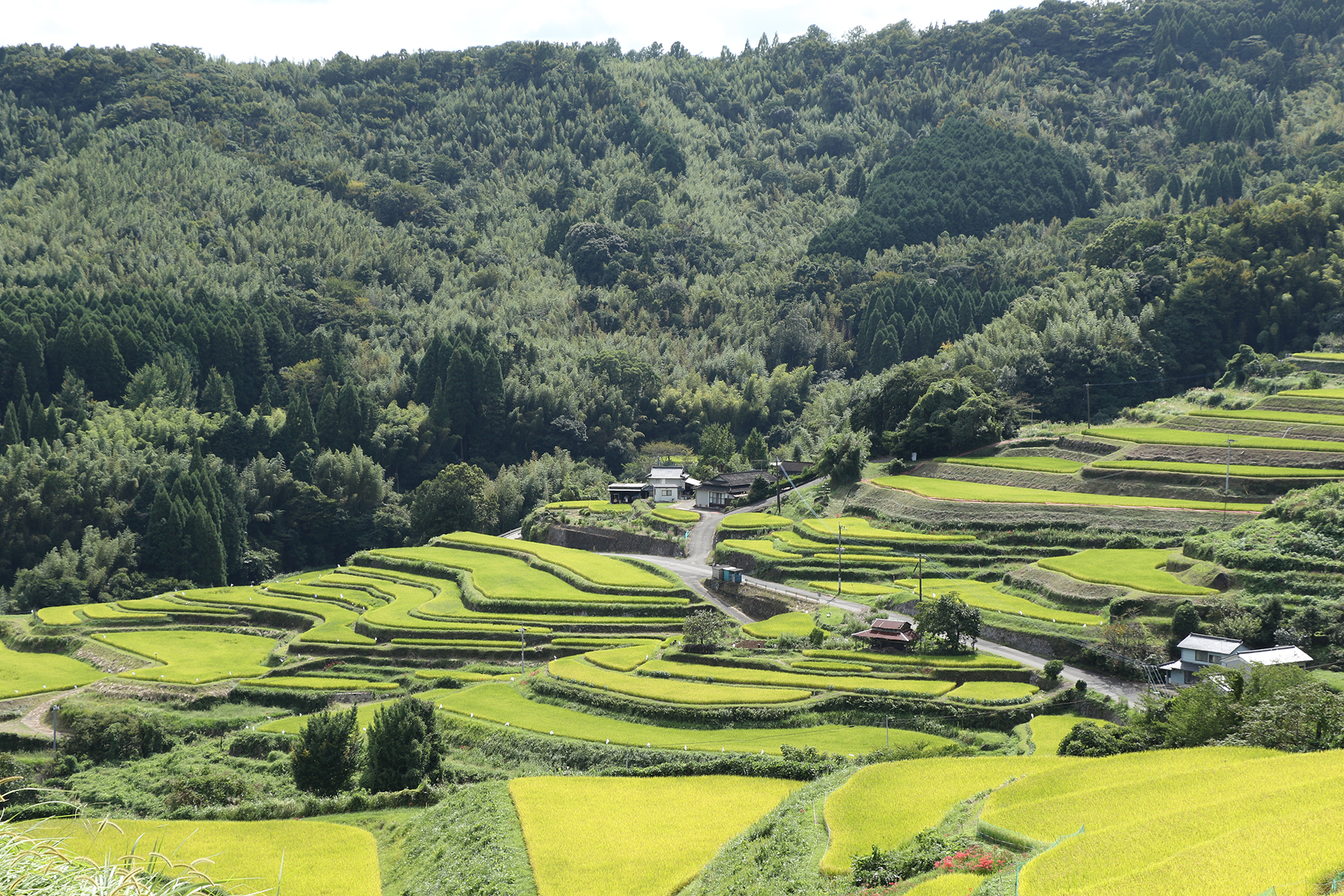 棚田百選の別府「内成棚田」で採れた玄米を販売しています