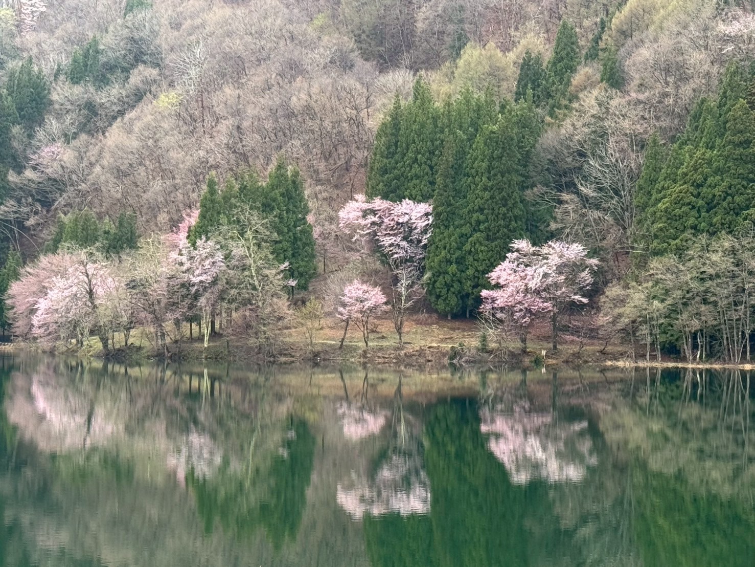 中綱湖の桜
