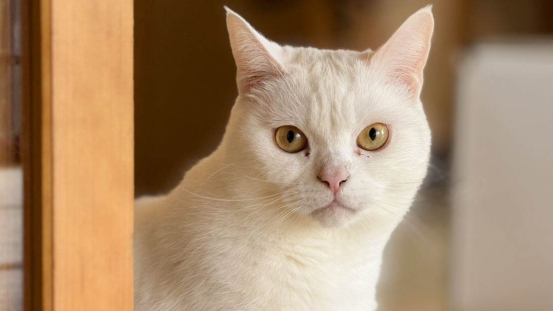 【素泊まり】バイク旅応援！津軽半島の竜泊ラインをツーリング◆ちょっと嬉しい特典付き
