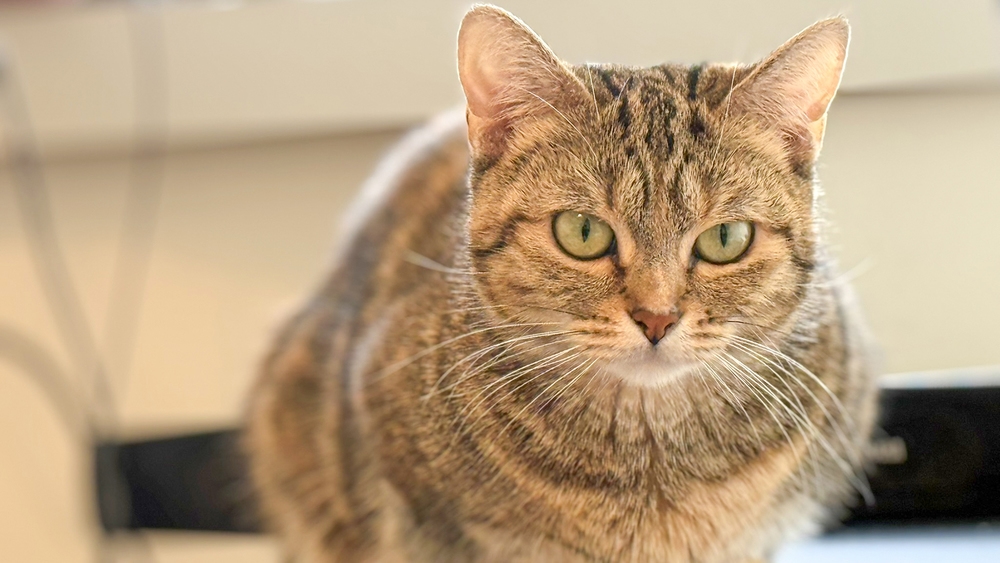 【夕食弁当付き】夕食は地元の味◆コミュニティカフェでる・そーれの日替わりお弁当♪