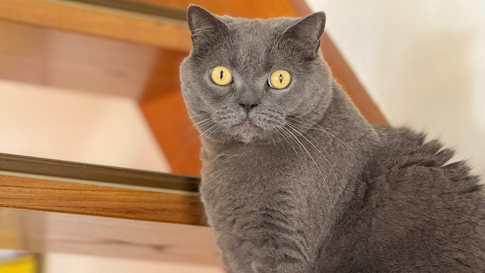 【素泊まり】4匹の猫スタッフがご案内♪観光や仕事の拠点にご利用ください◆五所川原北ICまで車で5分