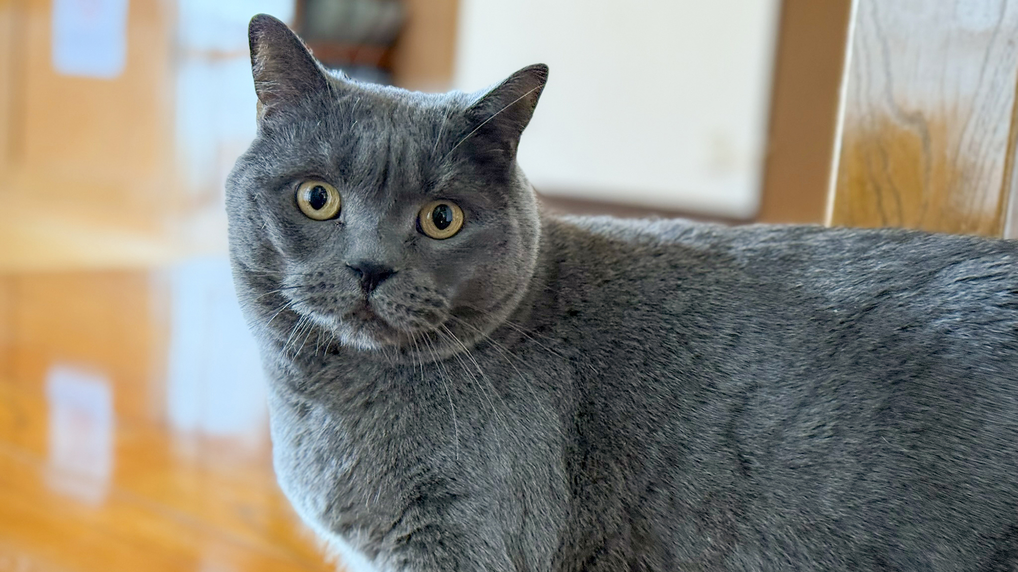 #看板猫　ふっくらボディが魅力の「あーちゃん」