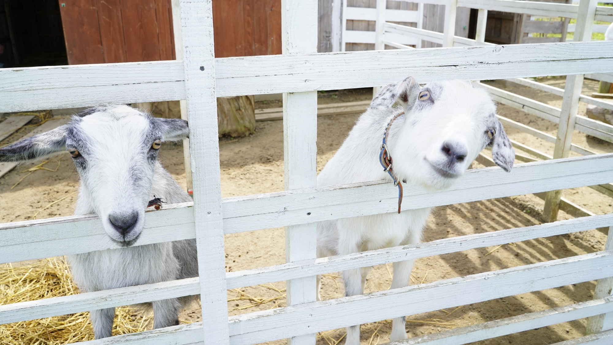 【周辺】表情豊かなヤギたちが旅の思い出を彩ります。