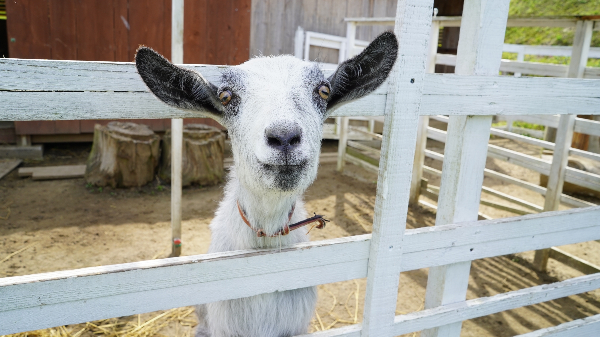 【周辺】柵越しの表情に癒される、可愛いヤギがお出迎え。