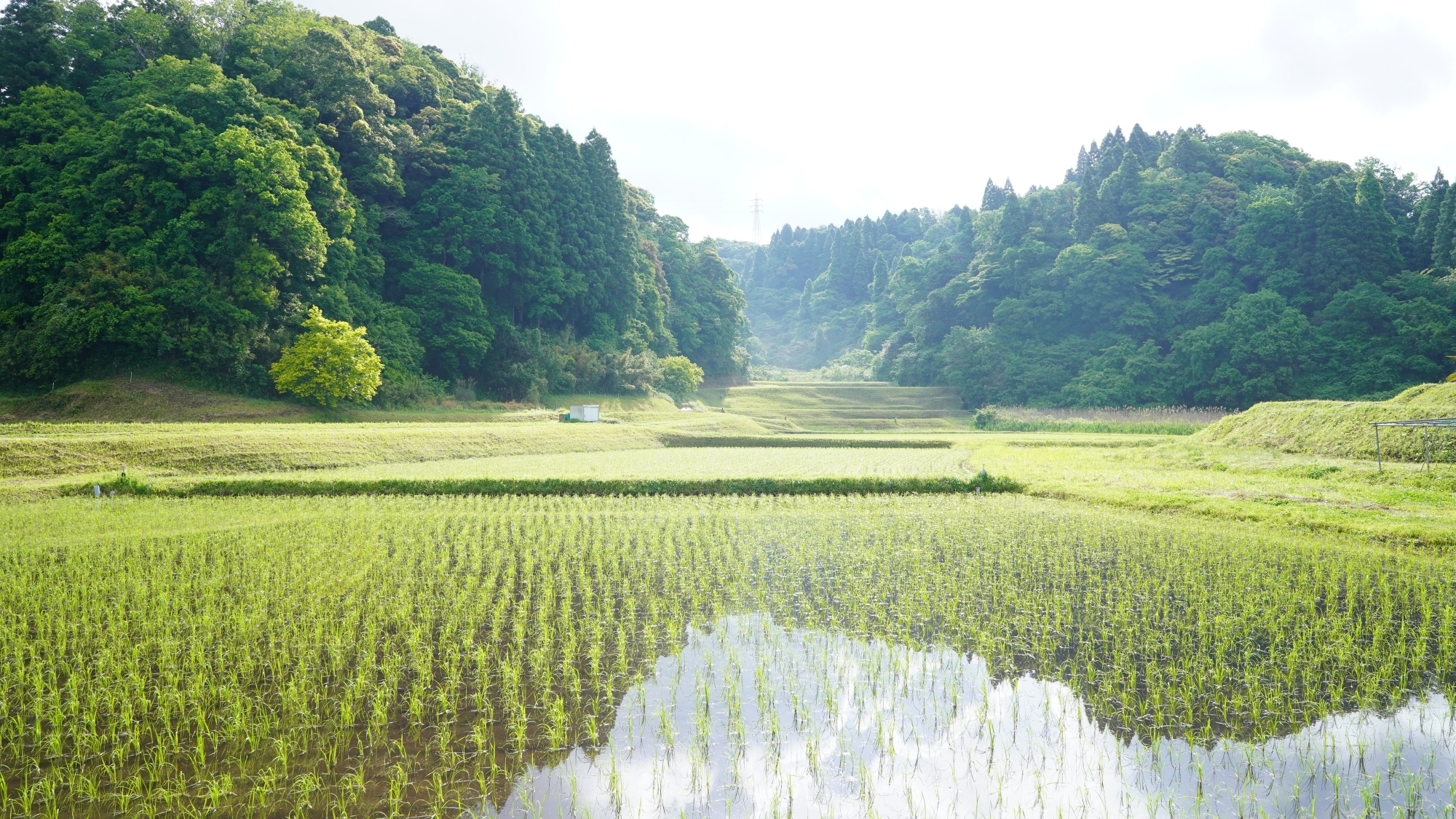 【周辺】朝霧に包まれた幻想的な田園風景で心身ともにリフレッシュ。