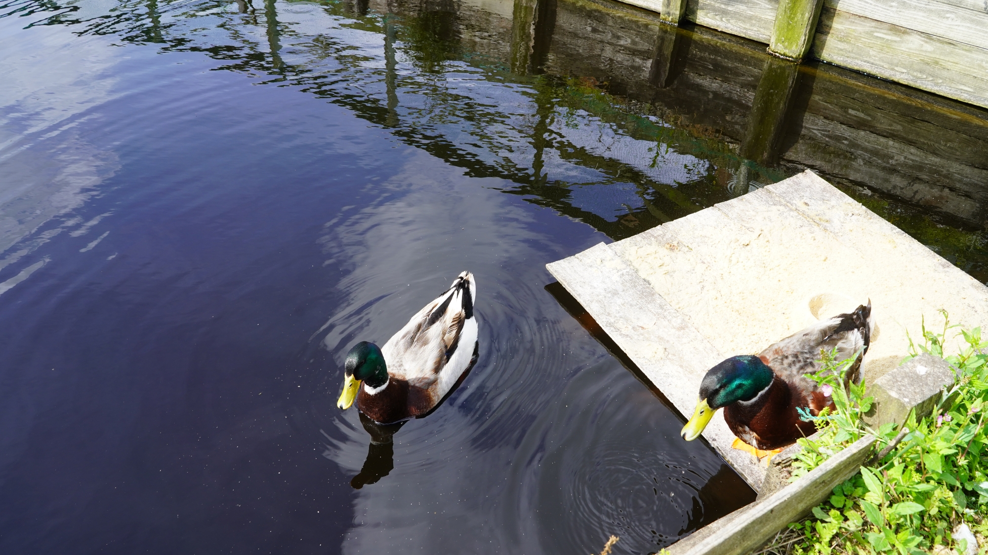 【周辺】池のほとりでのんびり過ごすカモたち。