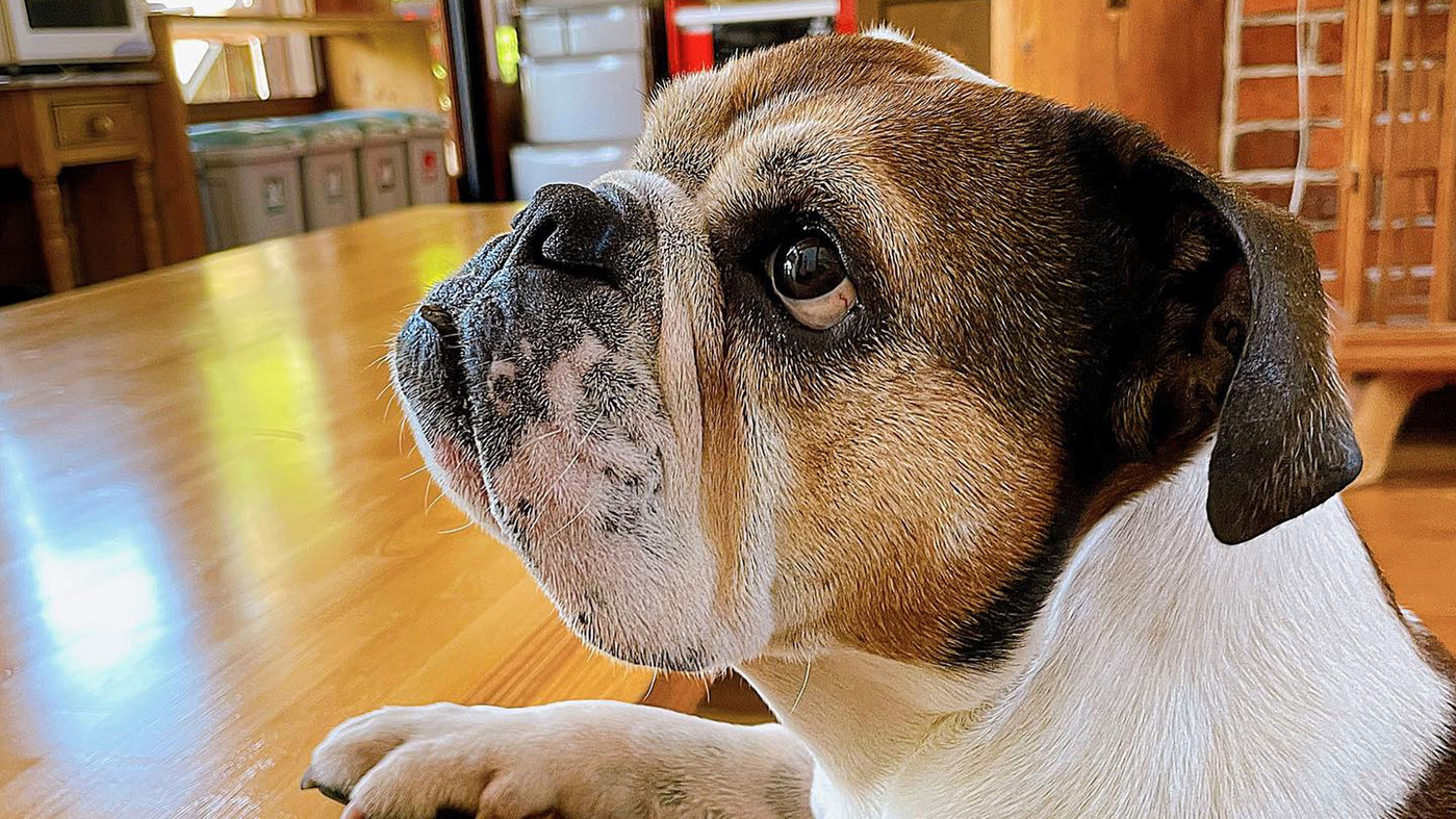 【連泊・朝食付】≪ペット同伴OK≫晴れた日は愛犬とテラスで朝陽を浴びながら朝食を♪