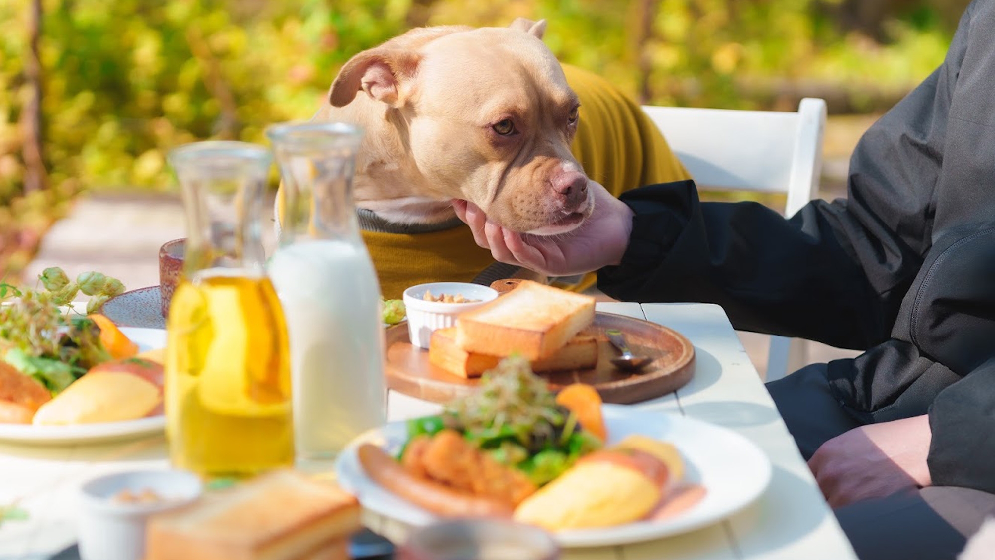 【連泊・朝食付】≪ペット同伴OK≫晴れた日は愛犬とテラスで朝陽を浴びながら朝食を♪