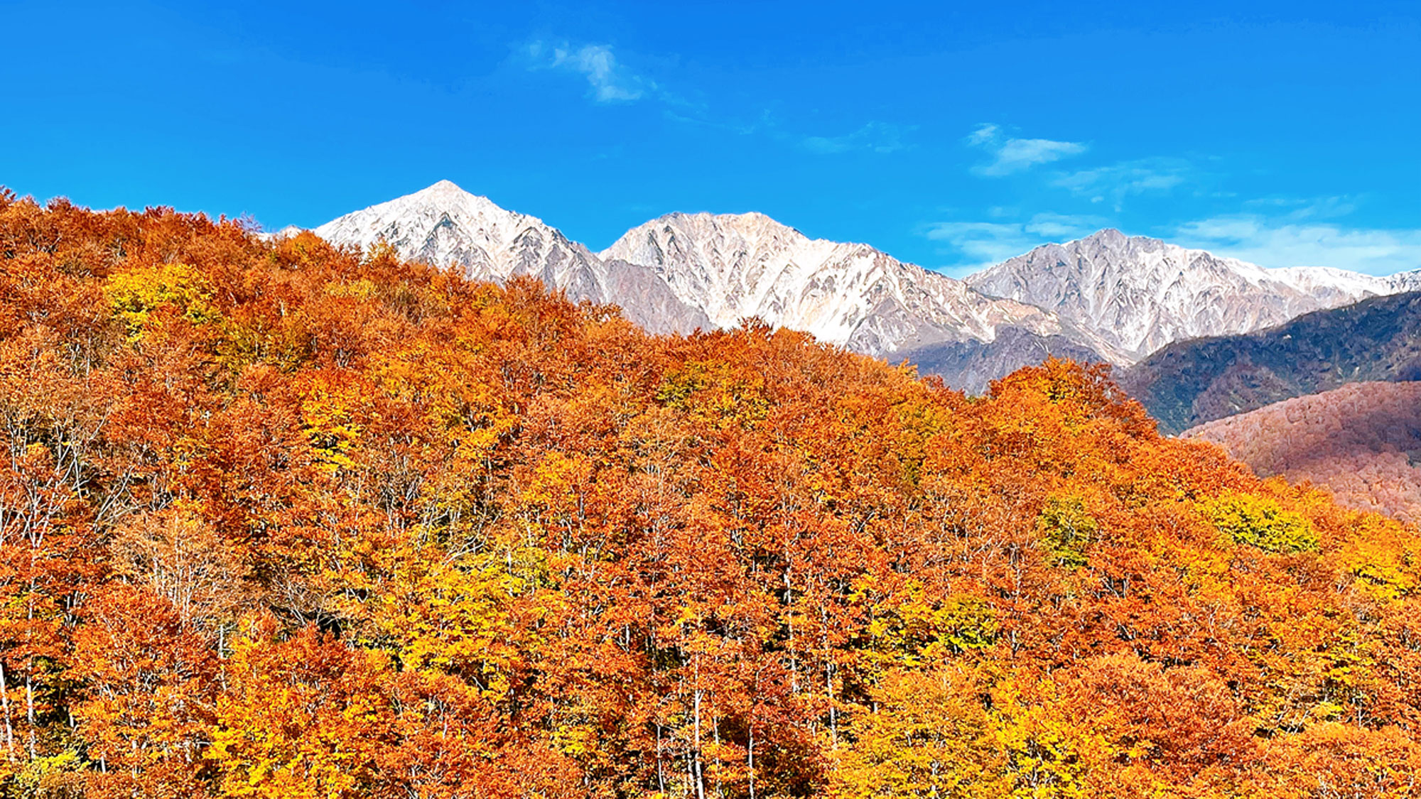 カラフルな紅葉を見に行こう！