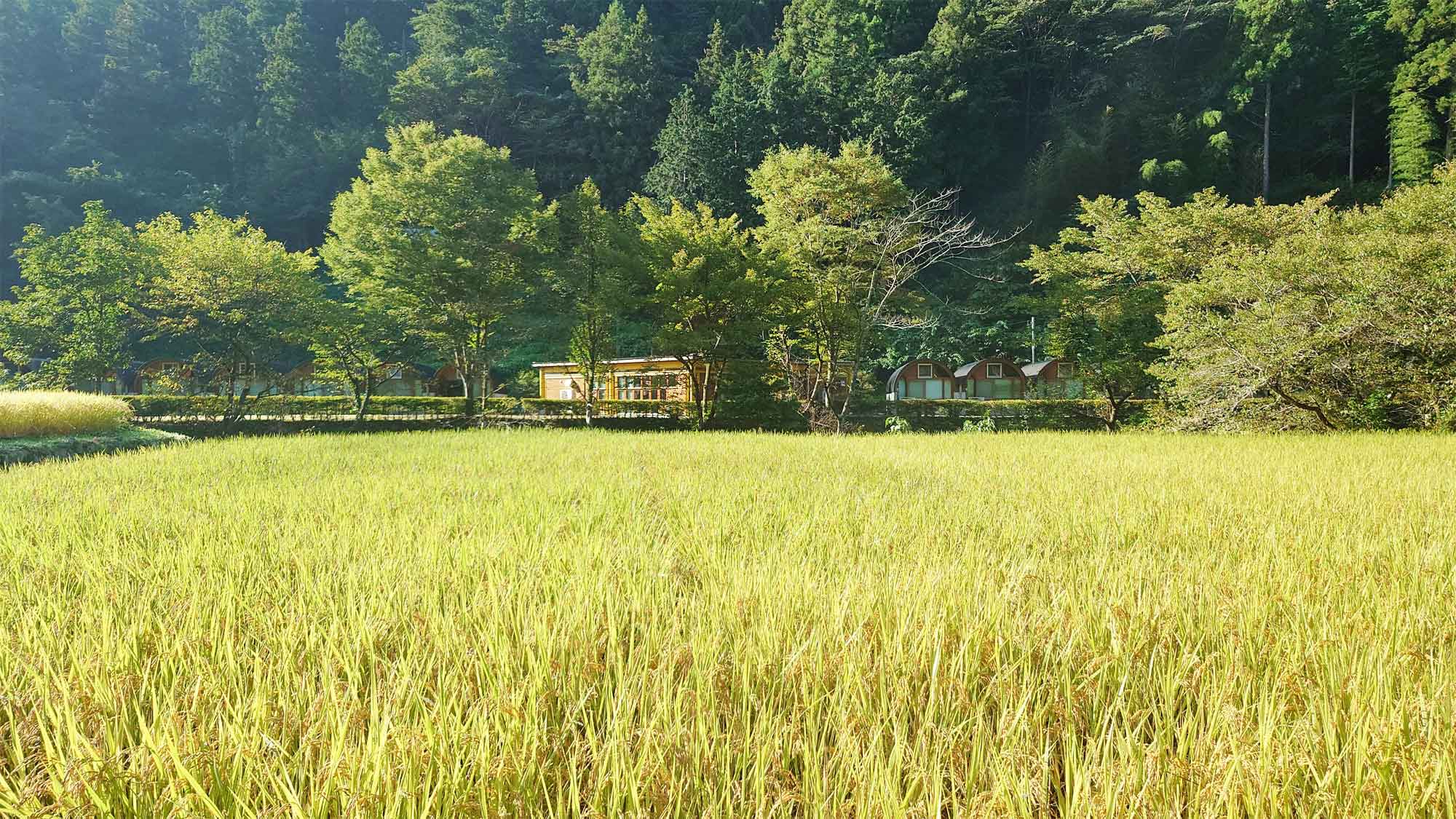 【風景】実りの秋の頃は黄金の稲が美しいです