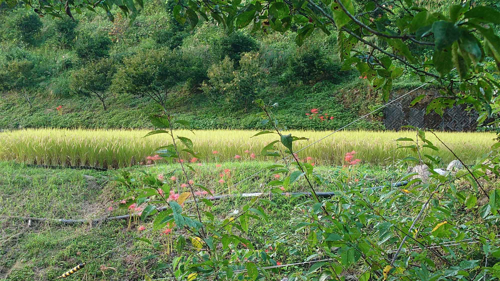 【風景】施設対岸の田んぼ