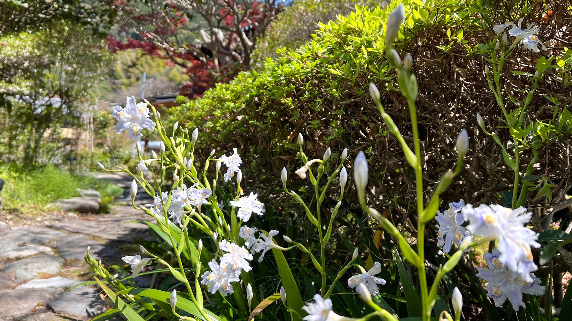 ・【庭園】庭の一部。お花も咲きますが、多くの種類の鳥もやってきます