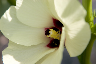 自家菜園に咲くオクラの花