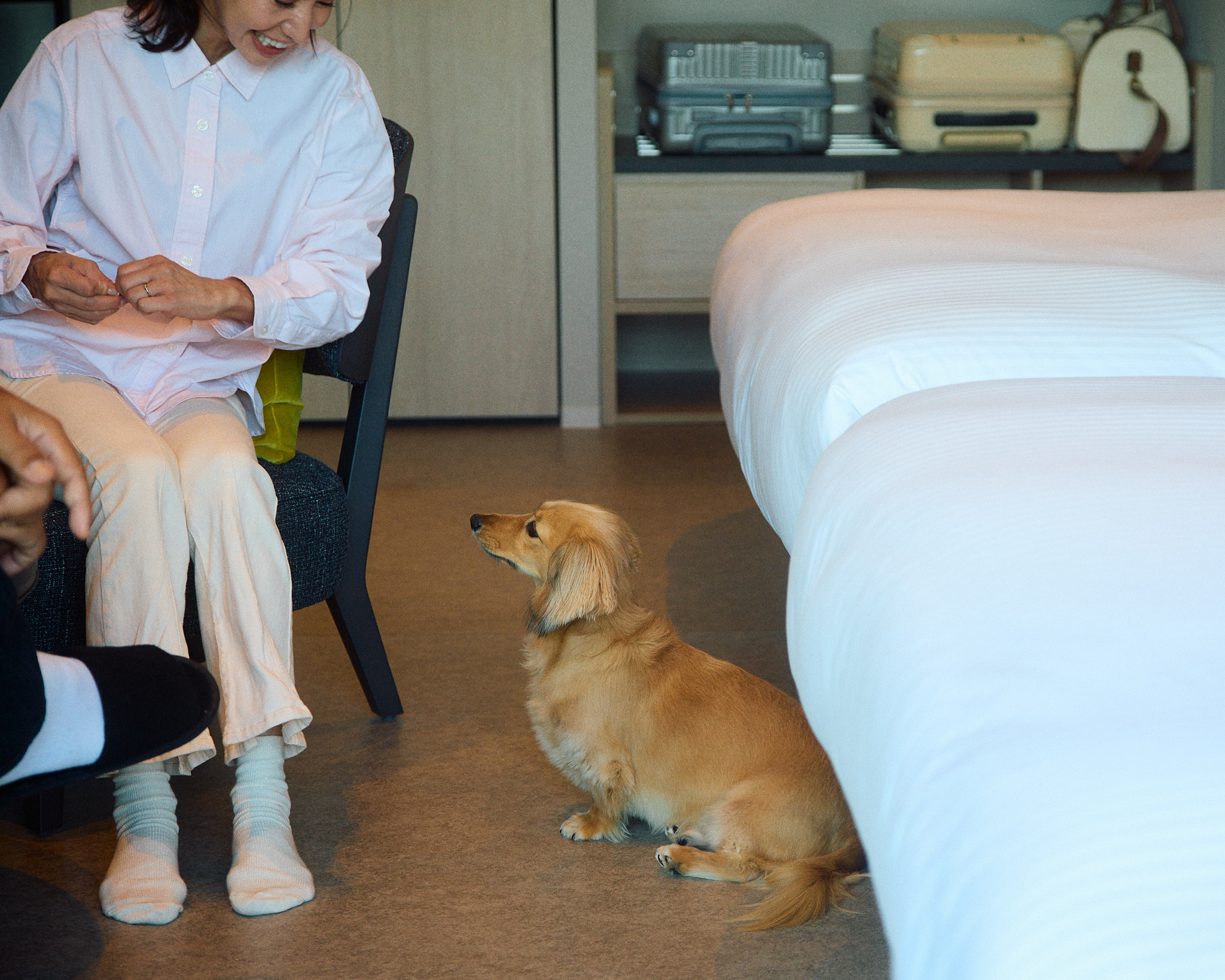 ドッグフレンドリーツイン