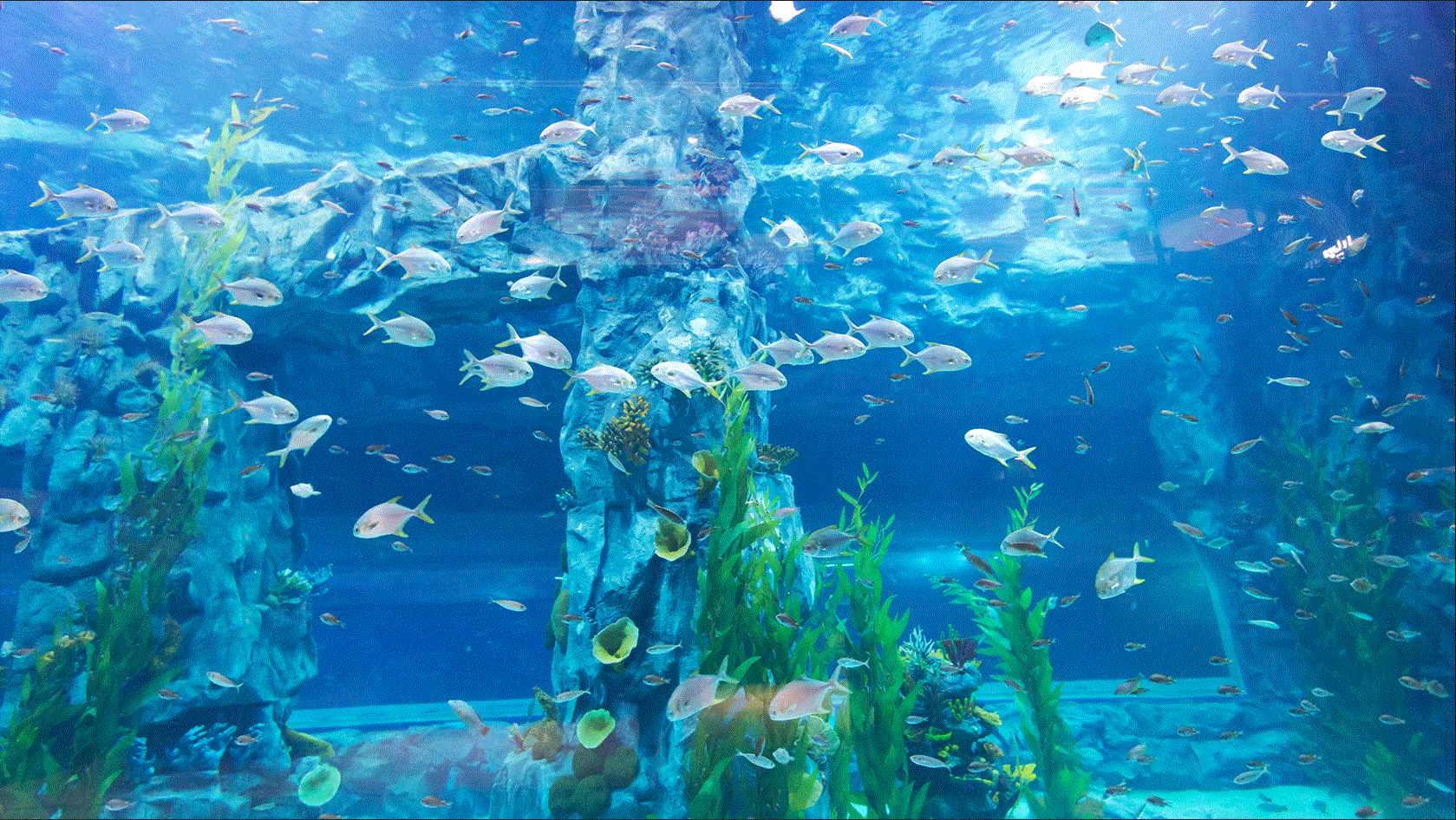 周辺観光施設-ロッテワールドモール アクアリウム