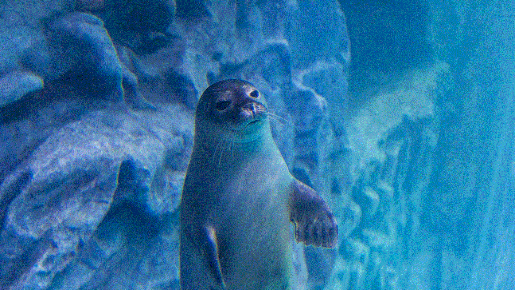 周辺観光施設-ロッテワールドモール アクアリウム