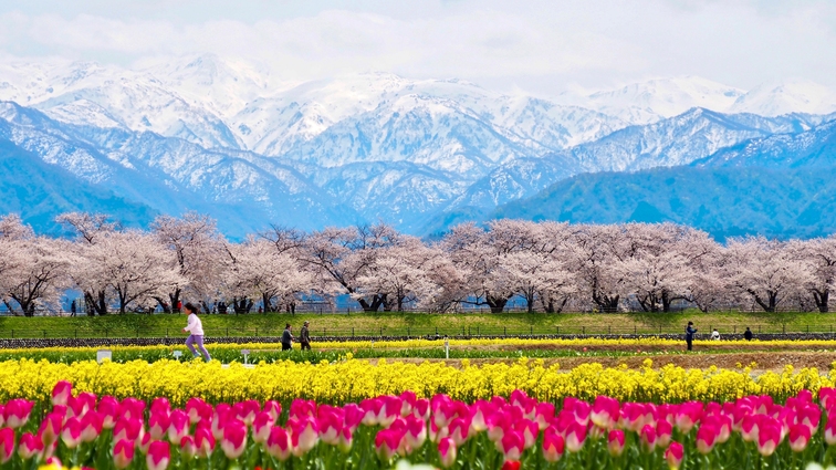 【見ごろは4月初旬〜4月中旬】春の四重奏　チューリップと菜の花、桜、雪の朝日岳が奏でる美しい光景