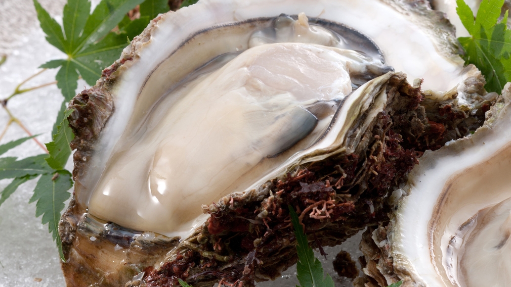 【旬の味覚】夏の美味　富山湾の岩ガキ　濃厚でクリーミーな味わいを楽しめる季節限定の特別膳