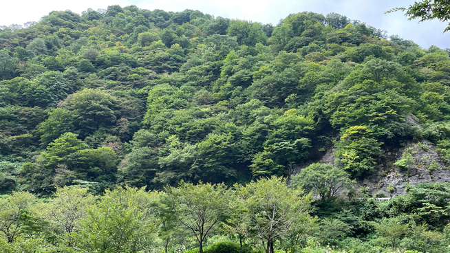 【期間限定】気軽に秘境温泉！天然記念物にも指定されている「天然洞窟風呂」でゆっくり湯浴みを楽しむ！