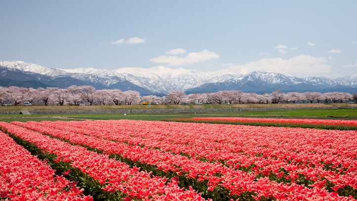 【見ごろは4月初旬〜4月中旬】春の四重奏　チューリップと菜の花、桜、雪の朝日岳が奏でる美しい光景