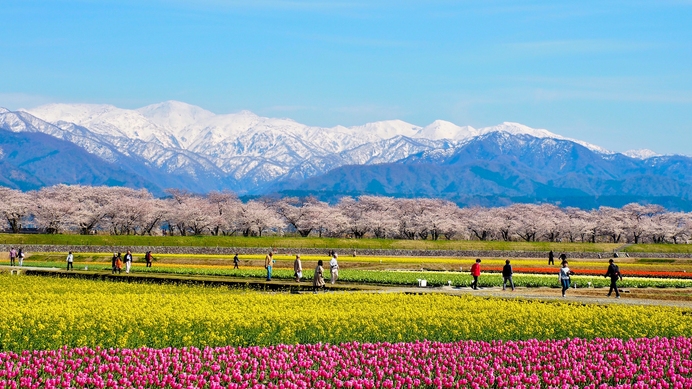 【見ごろは4月初旬〜4月中旬】春の四重奏　チューリップと菜の花、桜、雪の朝日岳が奏でる美しい光景