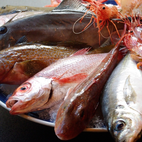 魚種豊富な富山湾、キトキトのお魚たち。