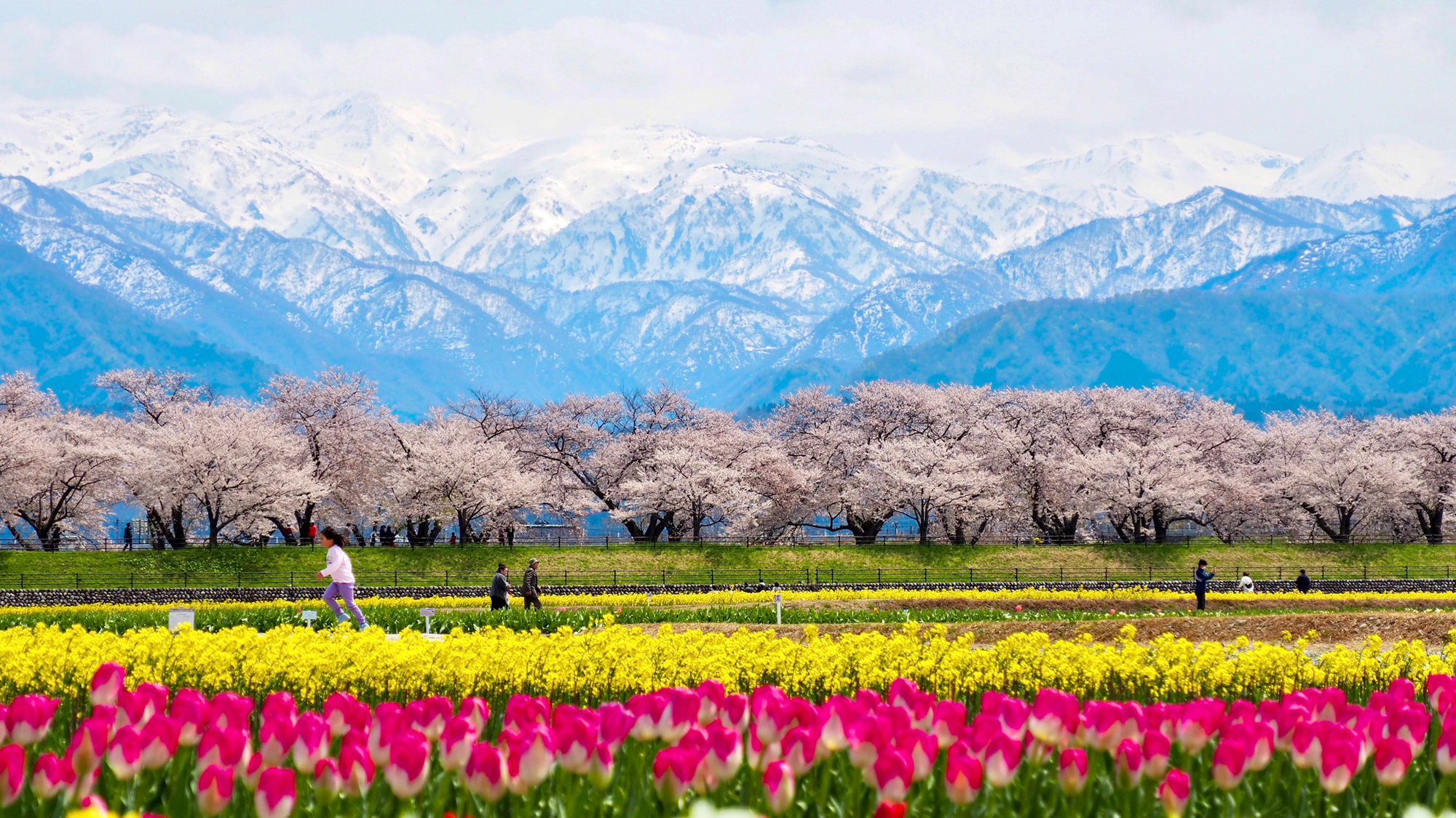 【見ごろは4月初旬～4月中旬】より便利にアクセス頂くためにその期間、送迎バスを特別便で運行します