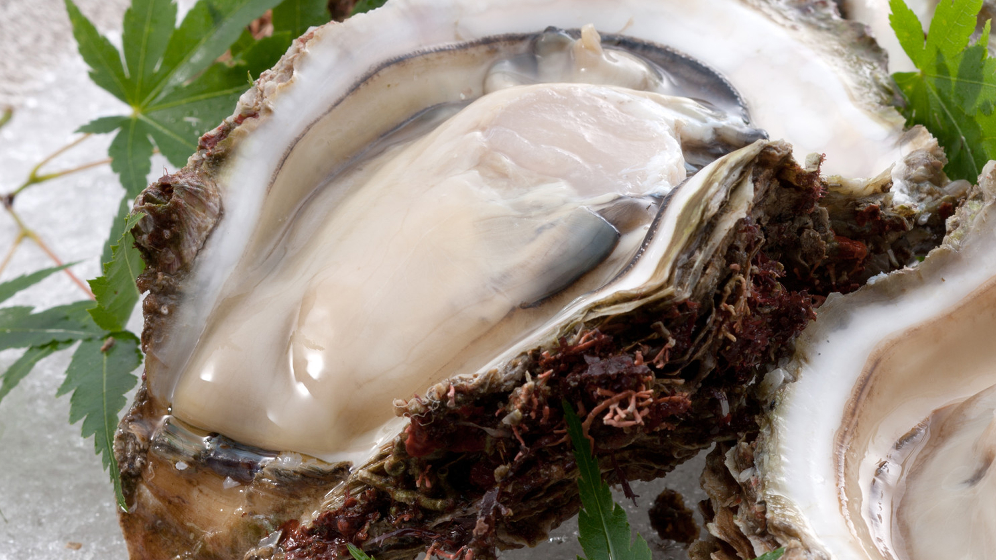 【６月から８月　別注文　岩ガキ】新鮮なのでそのままが通の食べ方！濃厚でクリーミーな味わいです