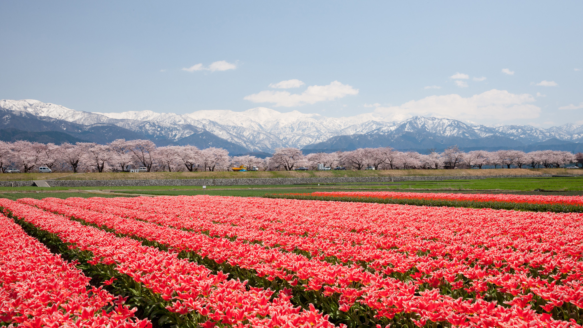 【見ごろは4月初旬～4月中旬】国内のみならず海外からも多くの方が訪れる人気のイベントです