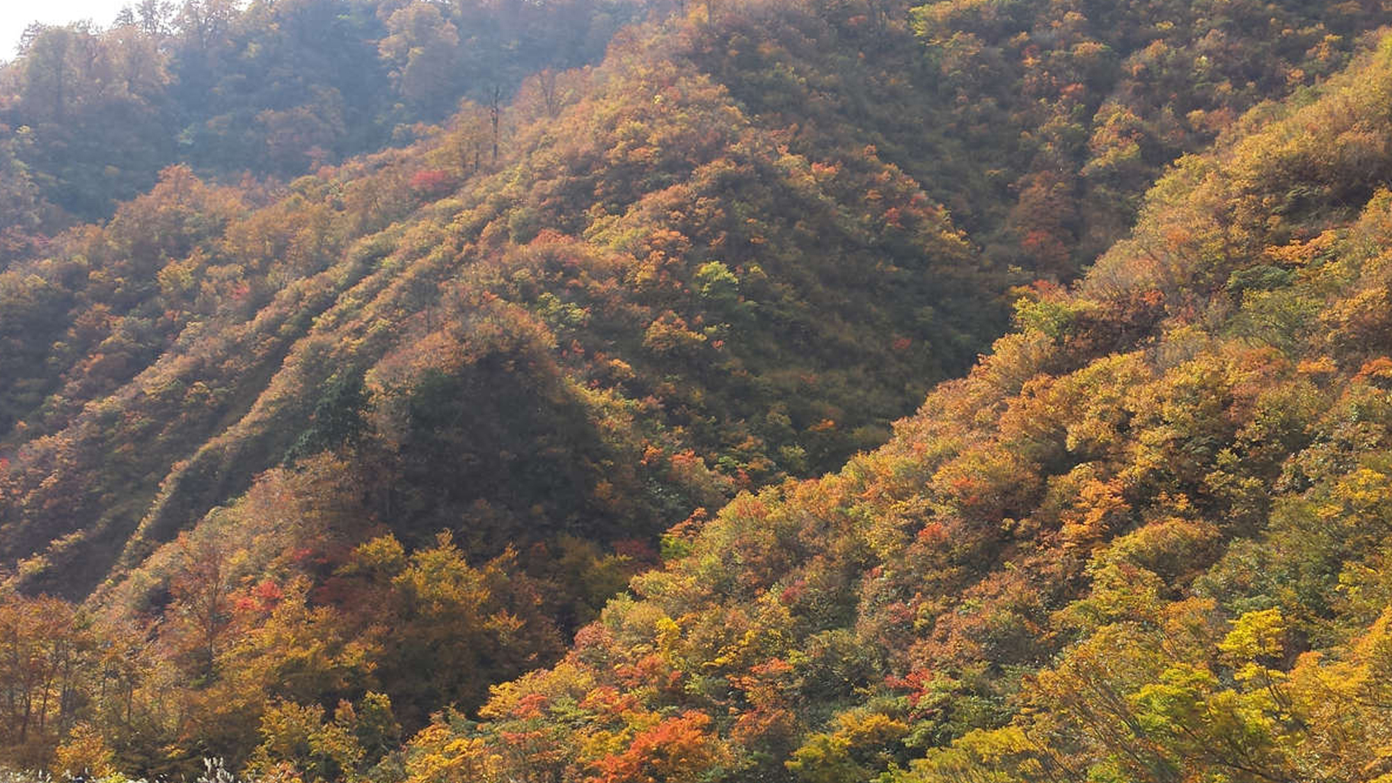 【見ごろは10月中旬～11月中旬】ホテルおがわ周辺は、モザイク柄に染まった山々の絶景を堪能できます