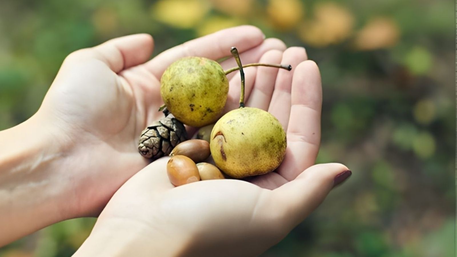 五感を開きじっくりと森を味わう