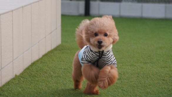 愛犬と泊まれるヴィラ