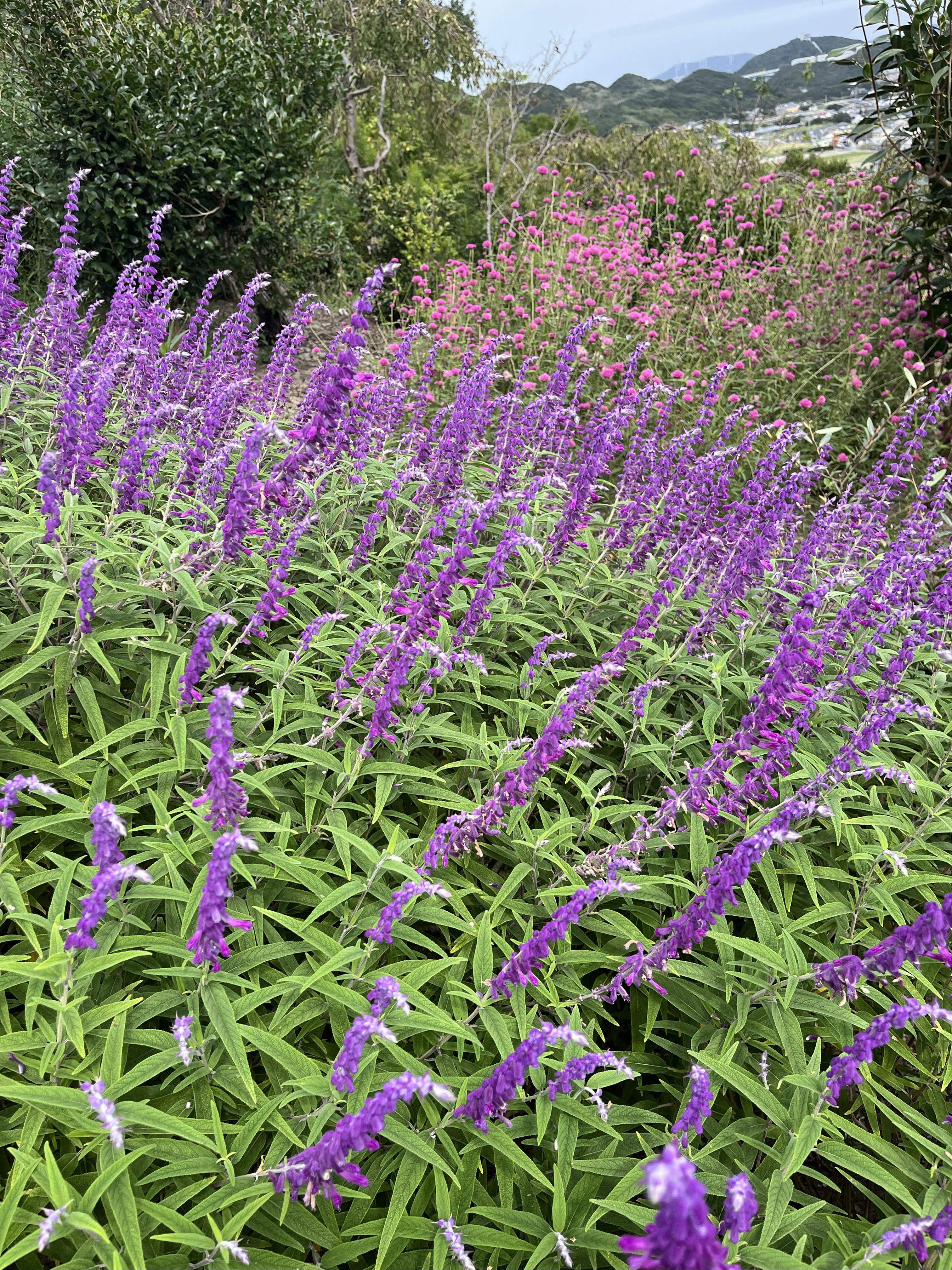 花見山のお花②