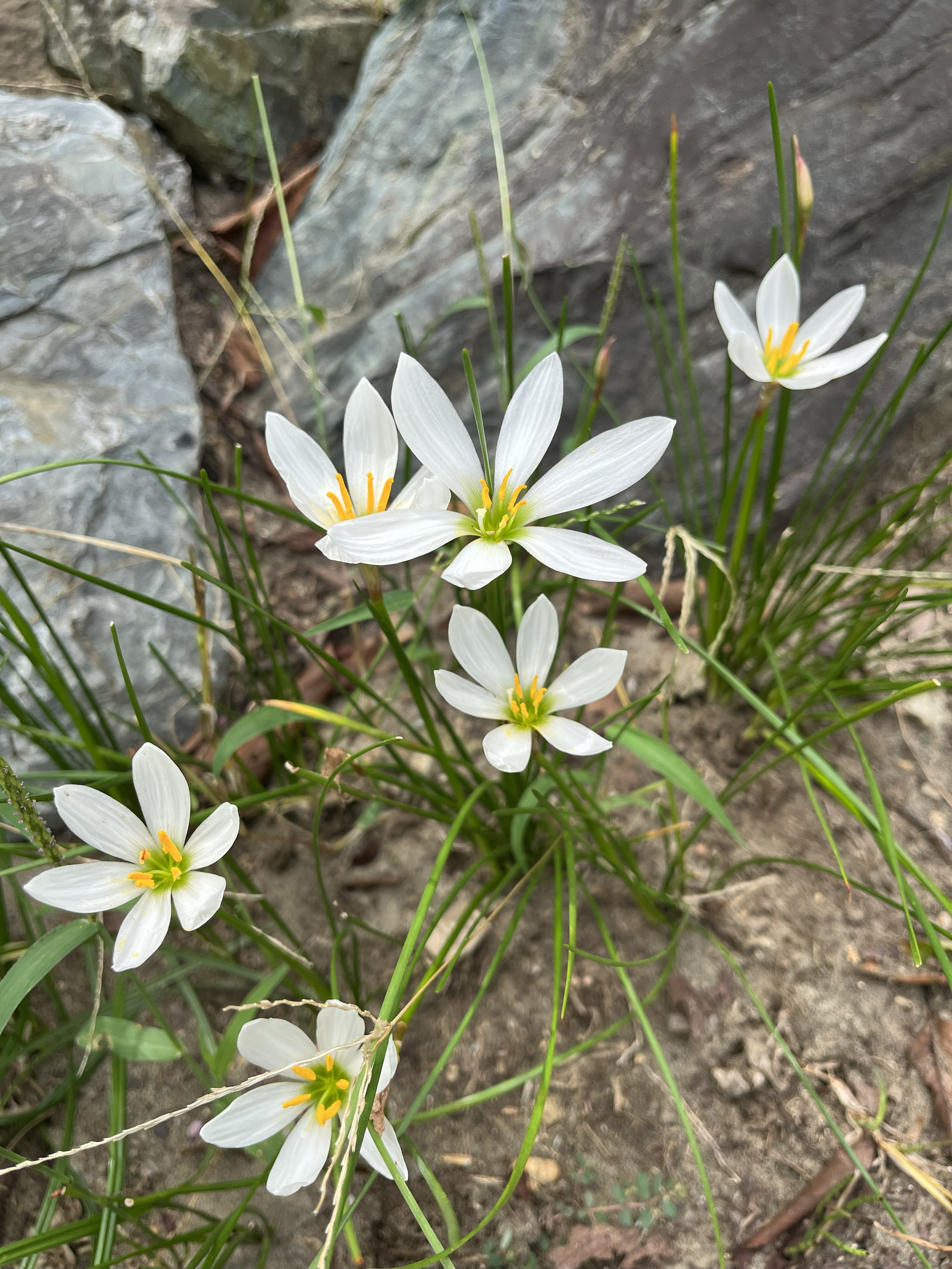 花見山のお花①