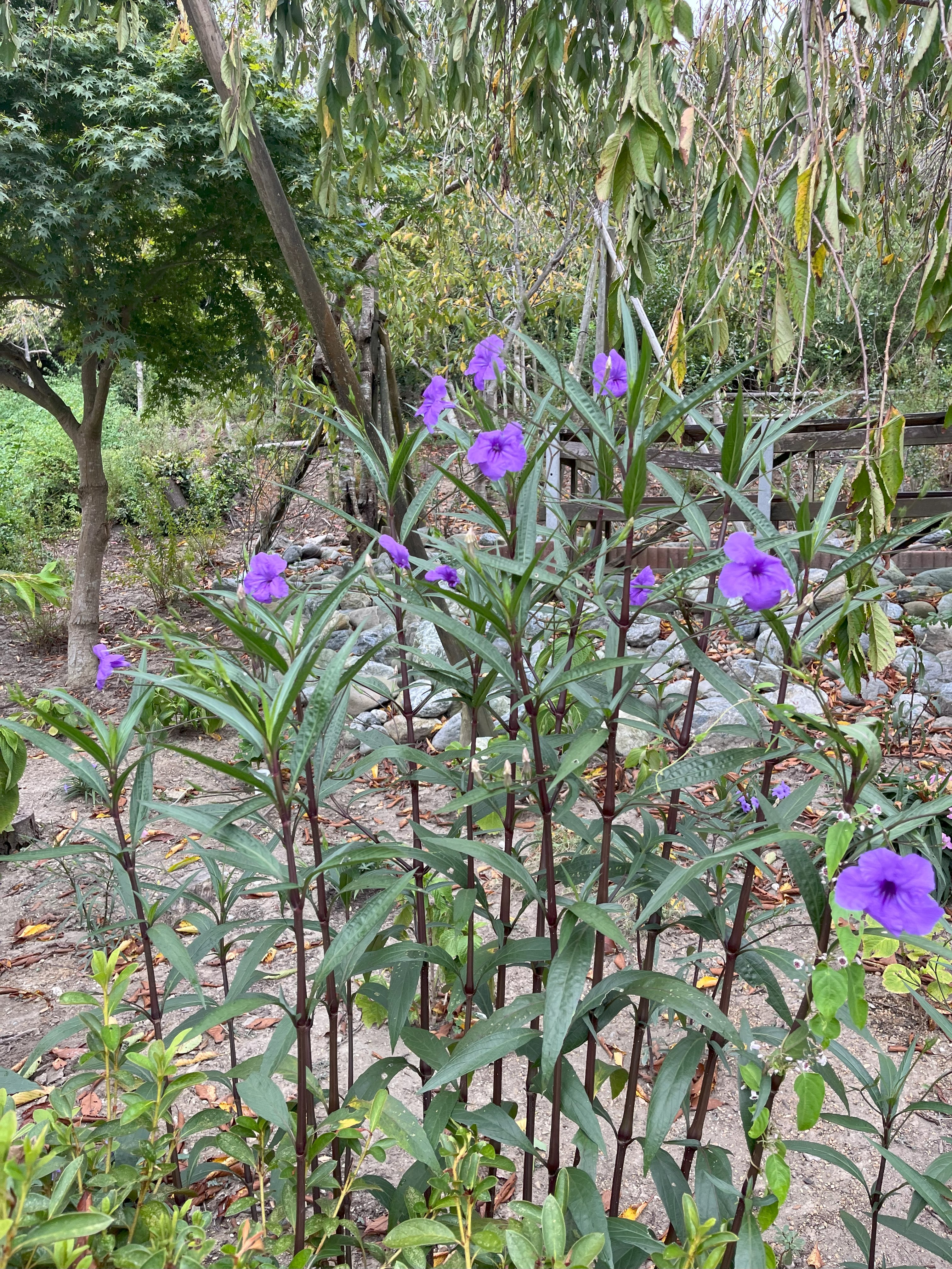 花見山のお花③