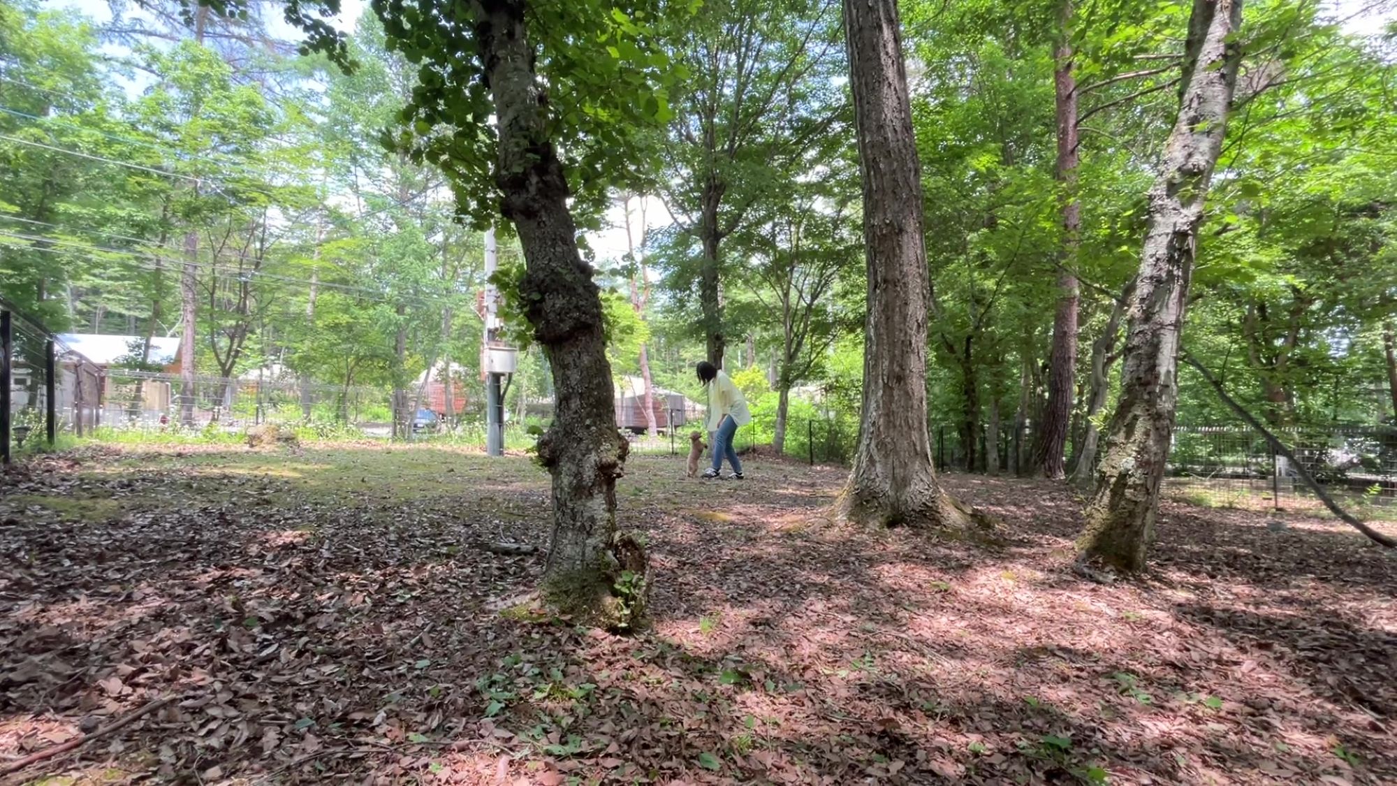 【ドッグラン】-小型犬向きの50坪ドッグラン-