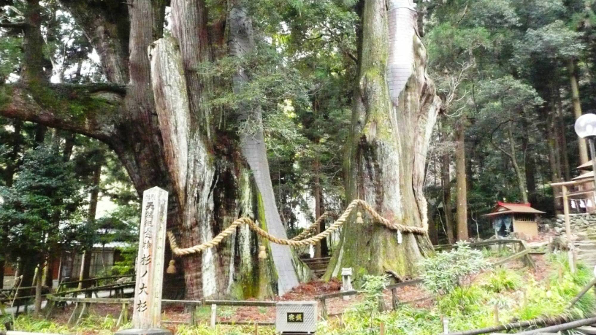 【周辺観光/杉の大杉】大豊ICから車で約5分