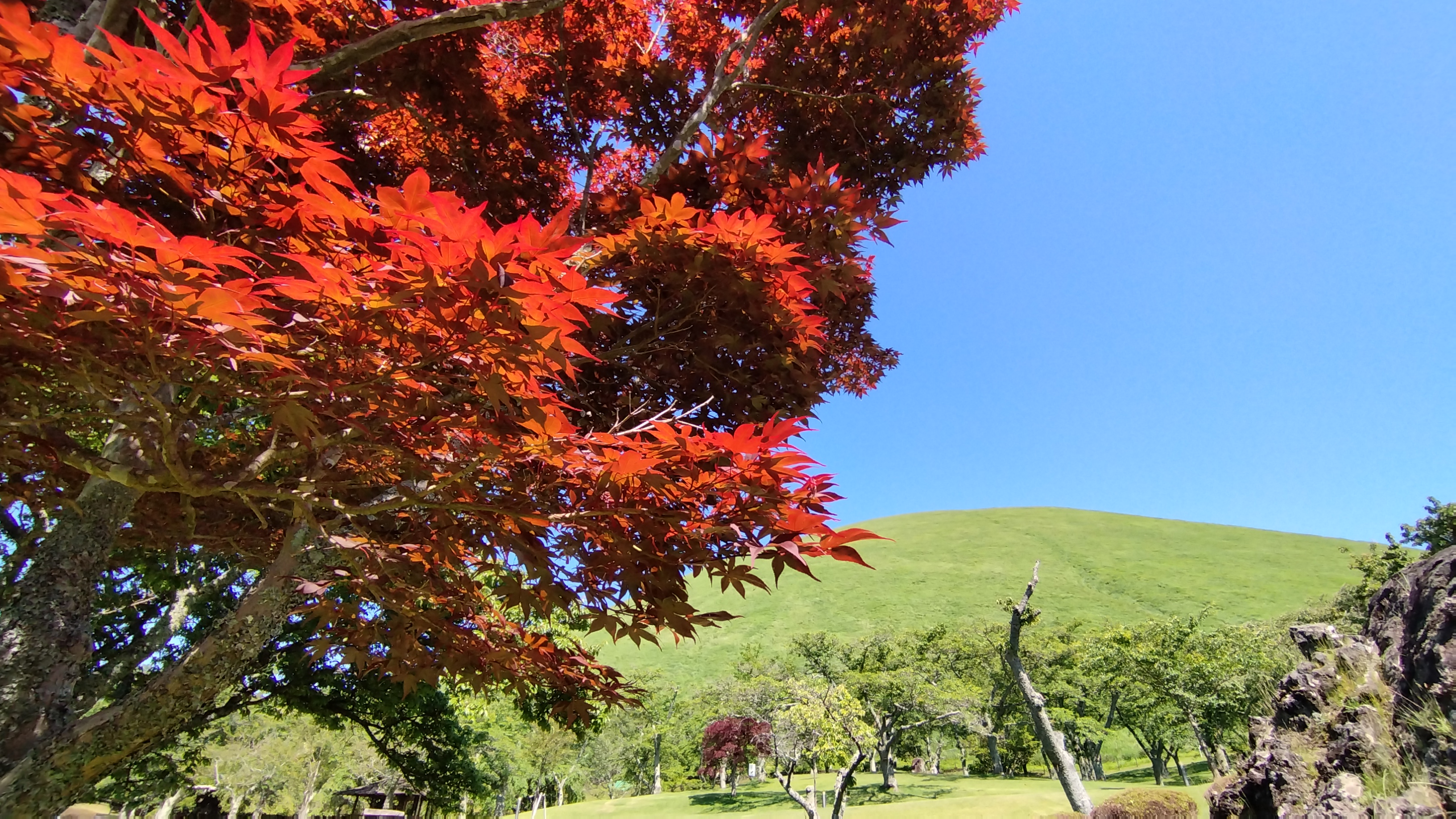 ◆　大室山　◆　お車で１０分