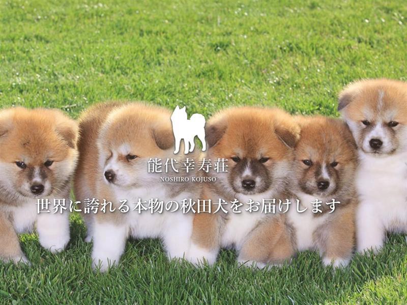 【秋田得旅】1日限定6名様まで「秋田犬とふれあい体験」付きご宿泊プラン【朝食付】
