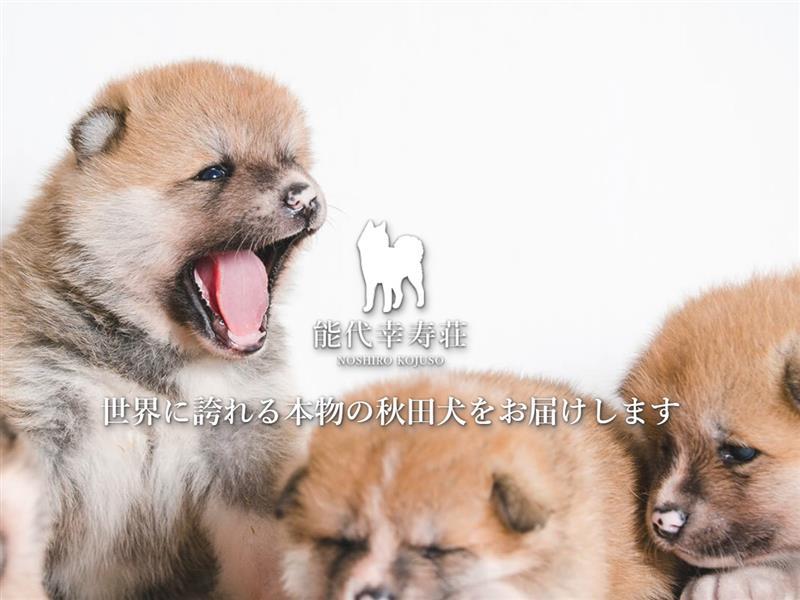 【秋田得旅】1日限定6名様まで「秋田犬とふれあい体験」付きご宿泊プラン【朝食付】