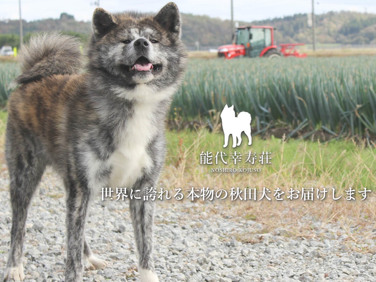 【秋田得旅】1日限定6名様まで「秋田犬とふれあい体験」付きご宿泊プラン【朝食付】