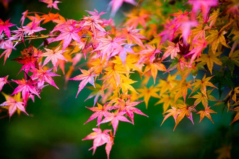 【早予約＆連泊で20％OFF】1日1組限定｜素泊まりプラン｜BBQ｜露天風呂｜紅葉囲まれゆっくり